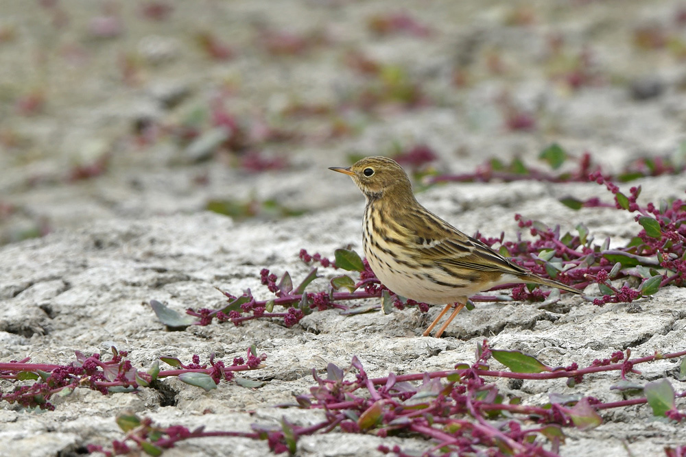 PIPIT-FARLOUSE.jpg