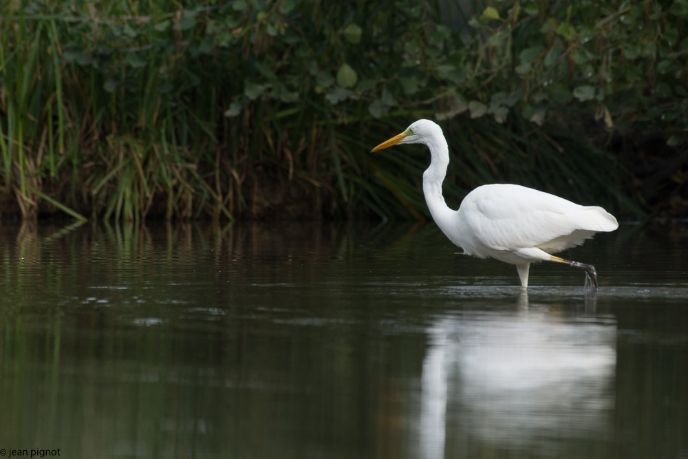 grande aigrette besnard 10-2017-2.JPG