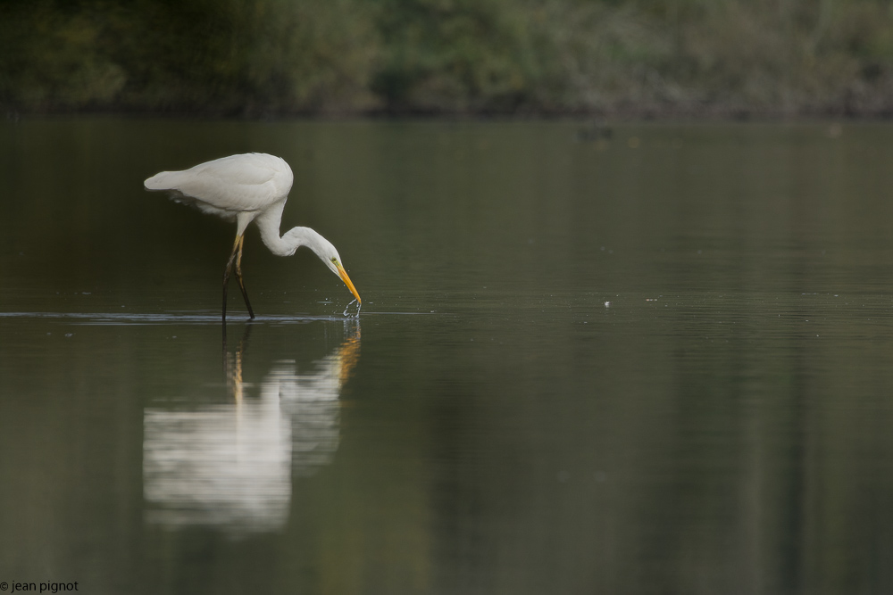 grande aigrette besnard 10-2017-3.JPG