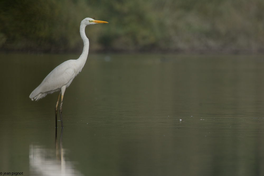 grande aigrette besnard 10-2017-4.JPG