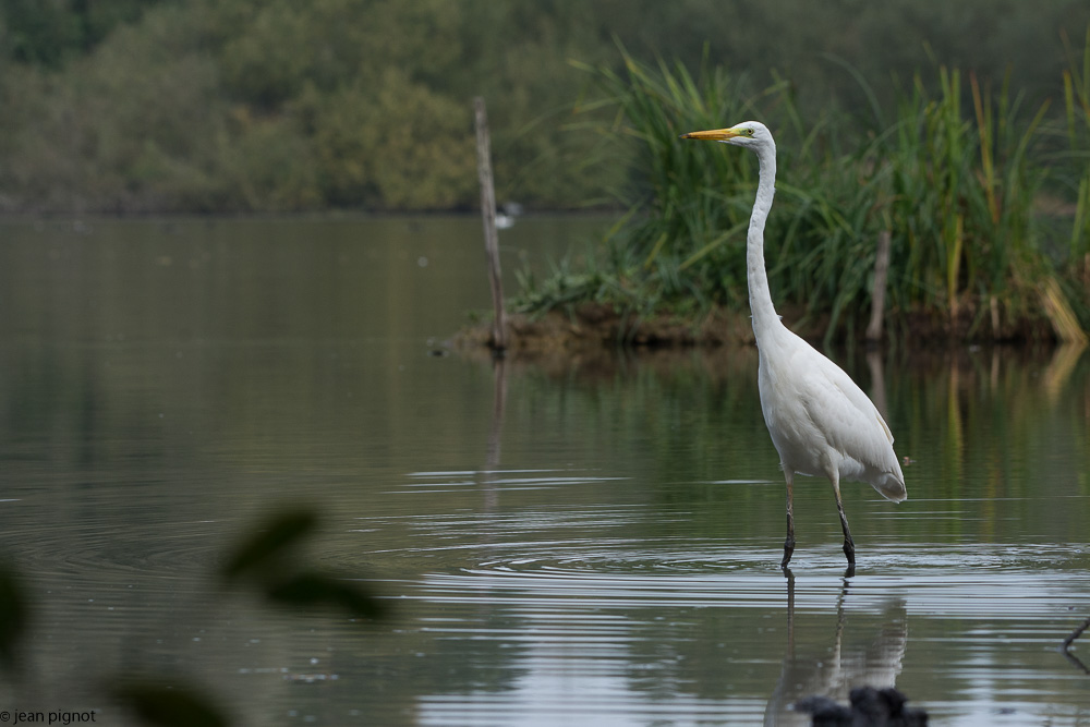 grande aigrette besnard 10-2017-5.JPG