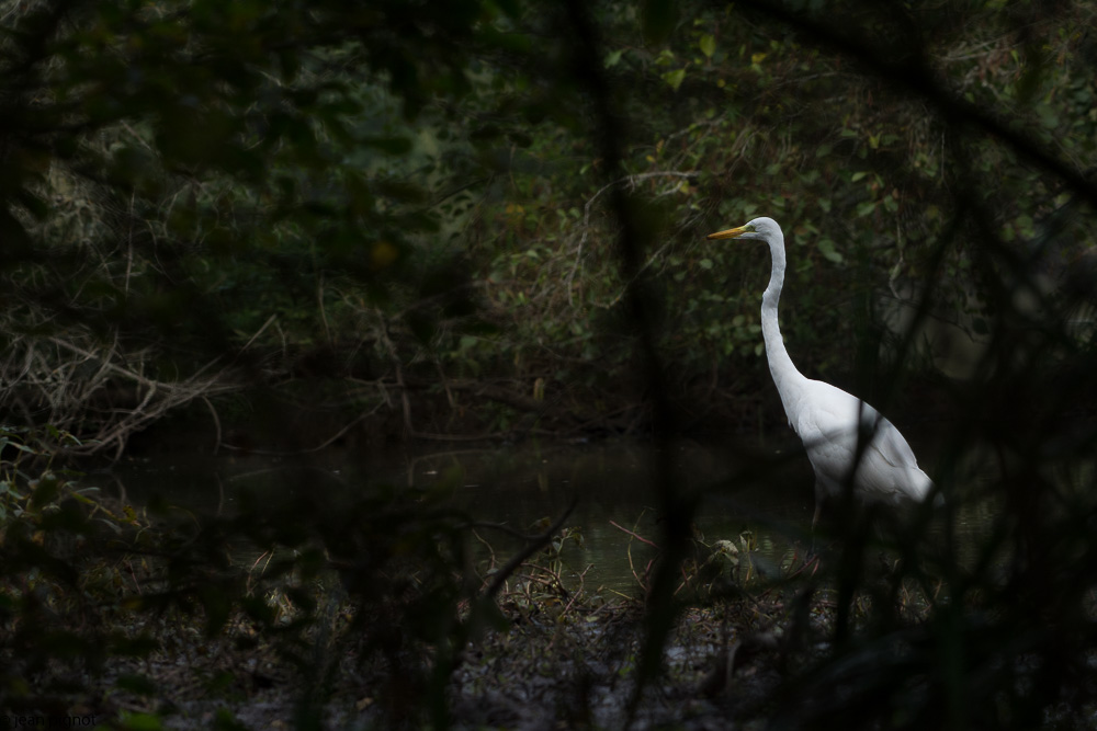 grande aigrette besnard 10-2017-6.JPG