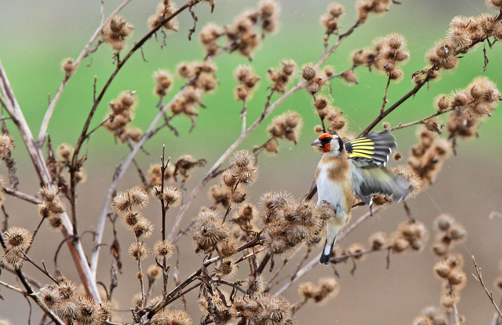 chardonneret chardon env.jpg