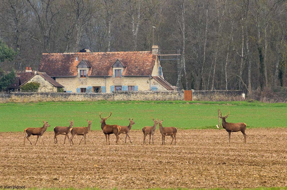 biches de plaine-7.JPG