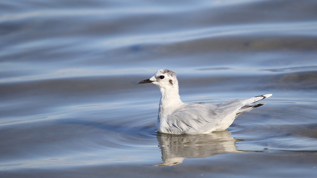 536 Mouette Pygmée.jpg