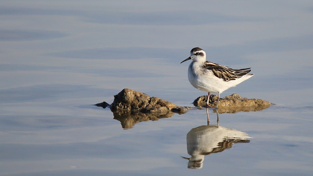 537 Phalarope à bec étroit.jpg