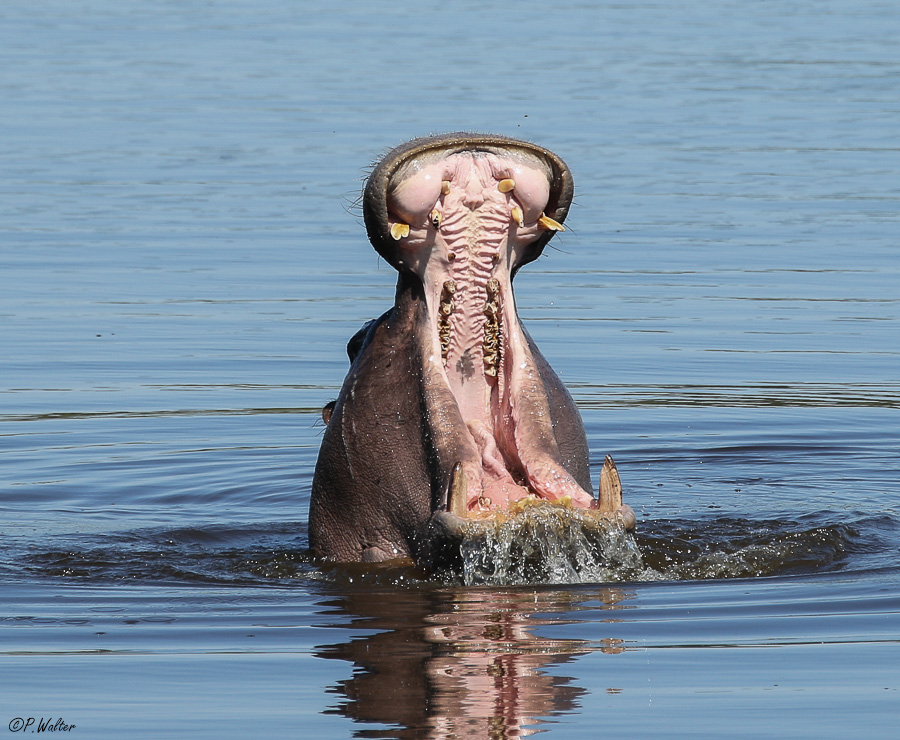 Hippopotame-9.jpg