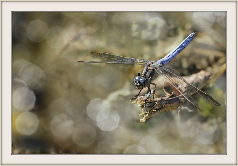 1-Orthetrum.jpg