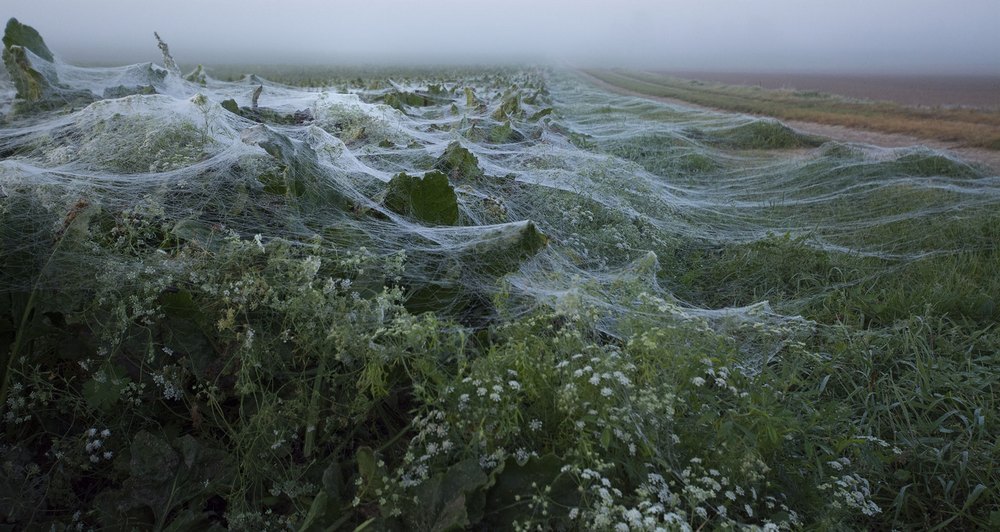 toiles et rosée 1000.jpg