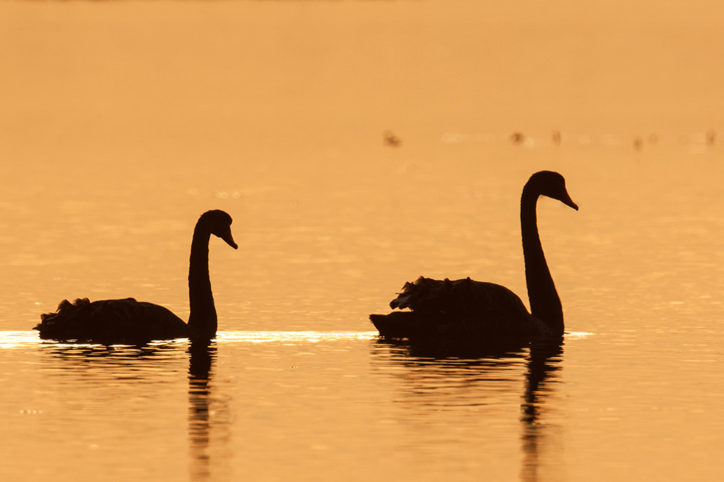 cygne-tuberculé-20161206-PIERRES-AIGUES-ST-AIGNAN-DE-GRANDLIEU-(1)_DxO-2.jpg