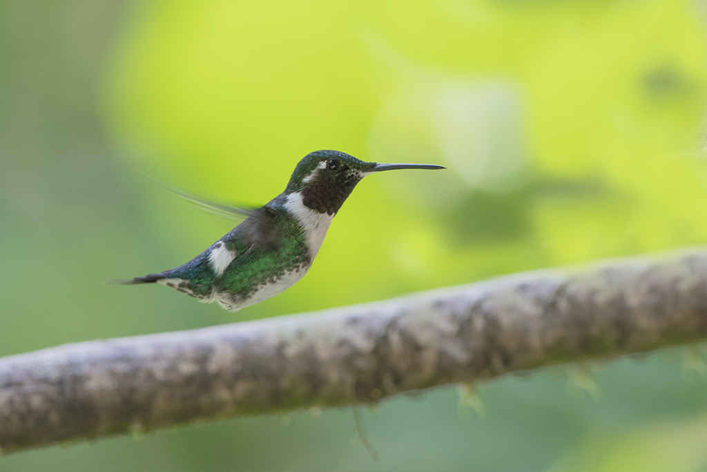 112-Colibri de Mulsant(male).jpg