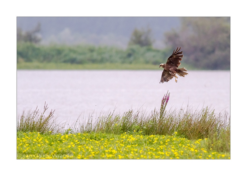 N°2  Buzard des roseaux-Canon 400L+conv 1,4 à f8-iso100-500ème.jpg