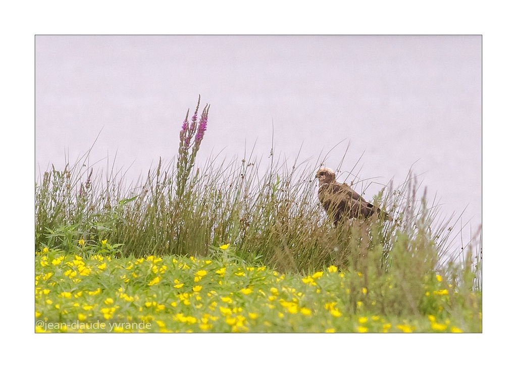 N°1 Buzard des roseaux-Canon 400L+conv 1,4 à f8-iso 2500-640ème.jpg