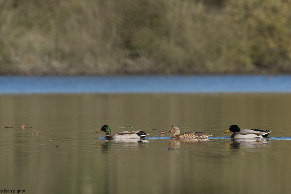 etang besnard 11-2017.JPG