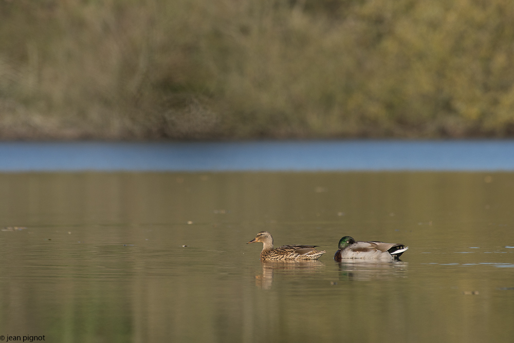 etang besnard 11-2017-4.JPG