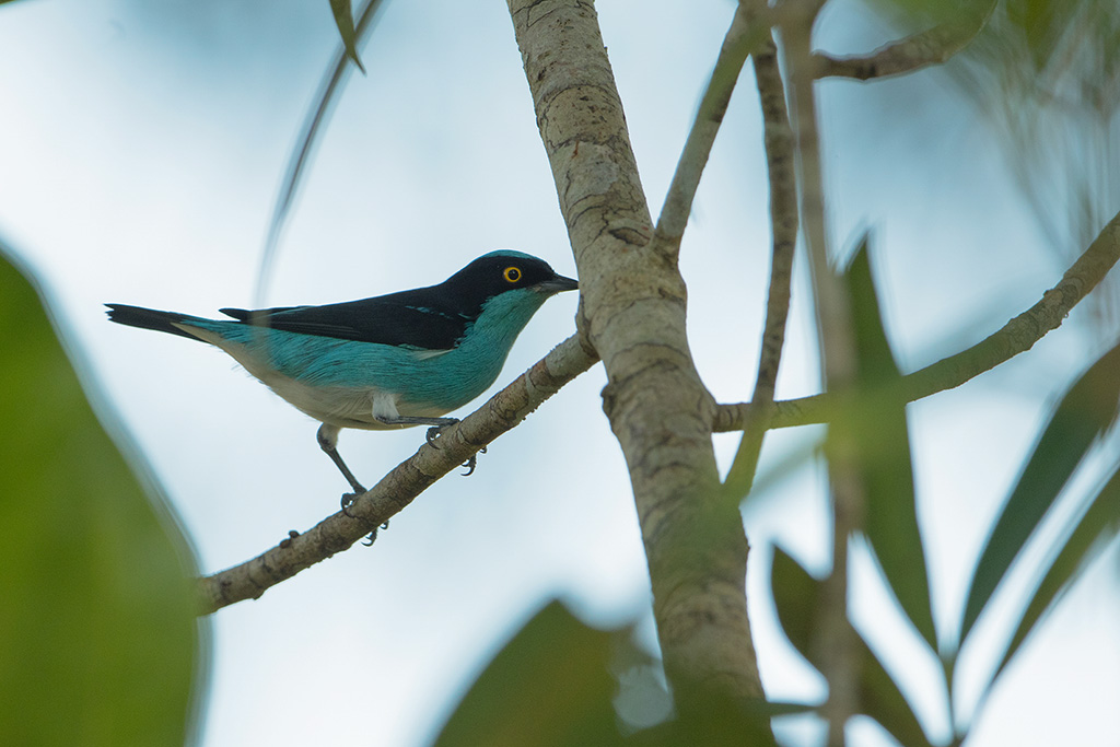 131-Dacnis à coiffe bleue.jpg