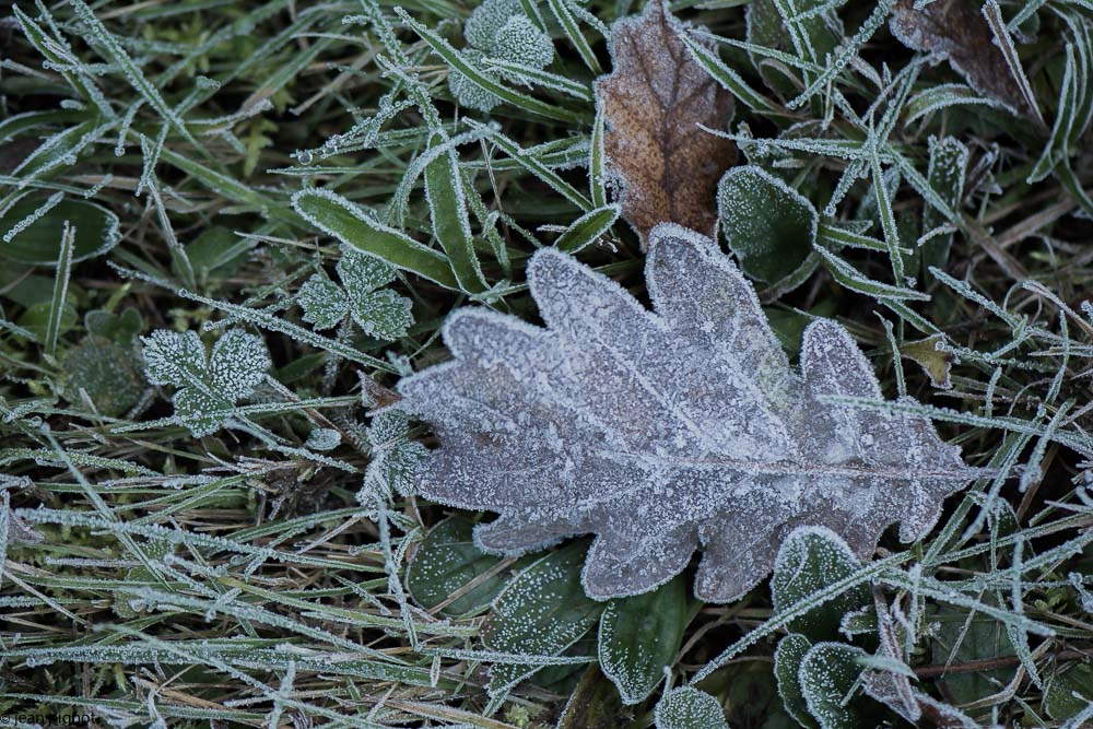 feuille gelée 11-2017-2.JPG