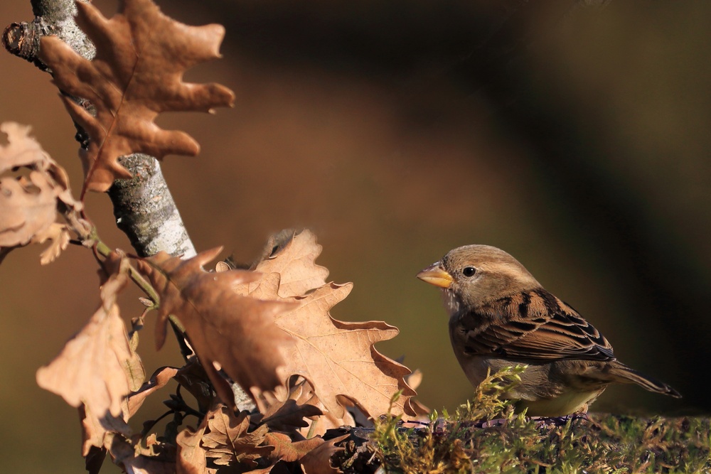 moineau domestique IN.jpg