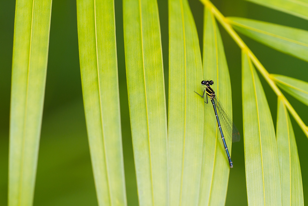 Onychargia atrocyana-1.jpg