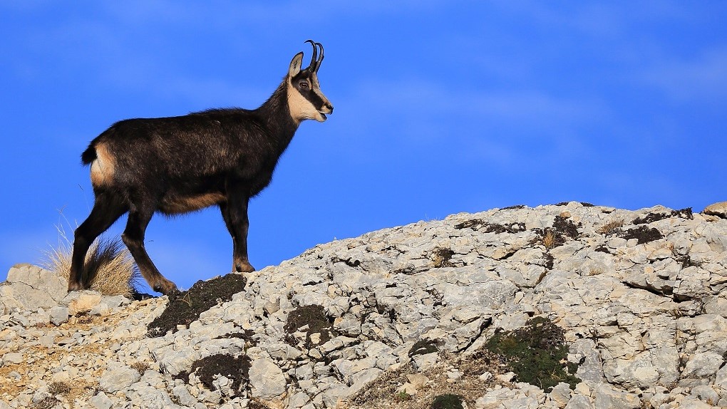 543 Chamois.jpg