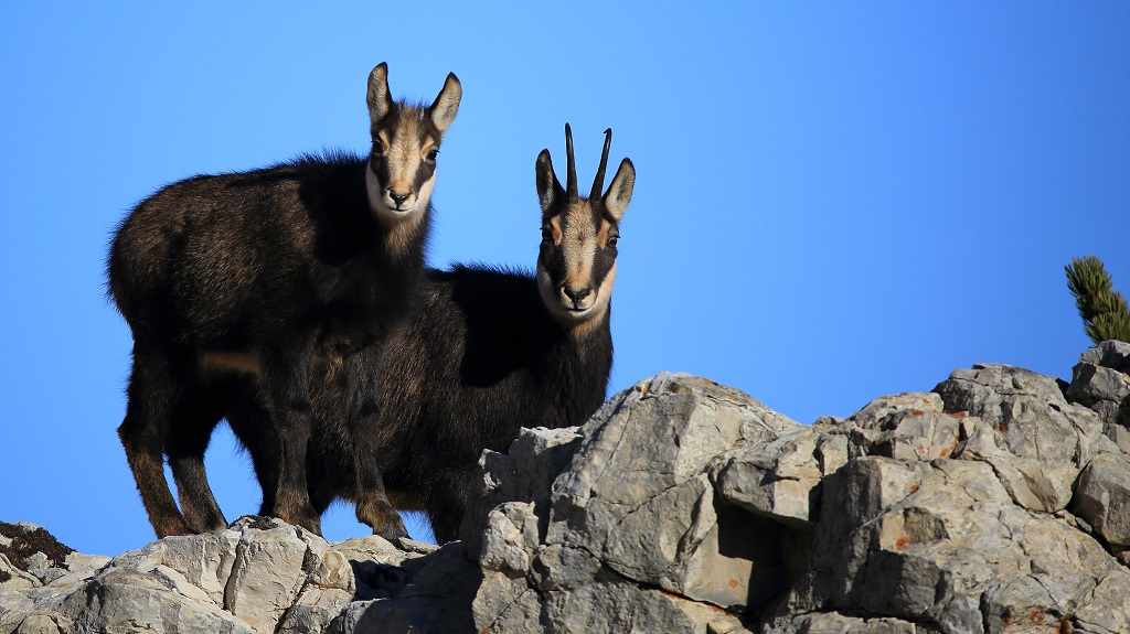 544 Chamois.jpg