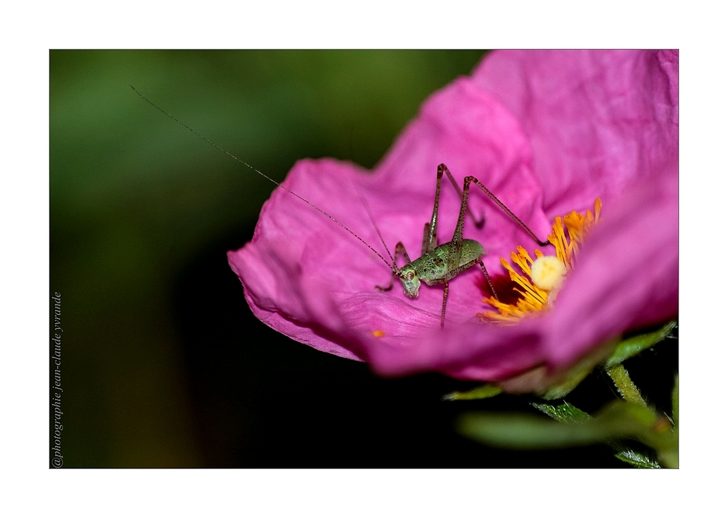 Criquet-Sigma 300 f4+conv 1,4 à f 5,6- Flash-iso 100-250ème.jpg