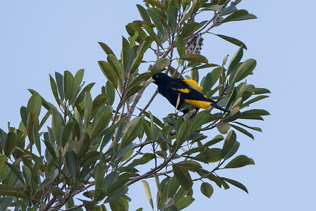 153-Cacique cul-jaune.jpg