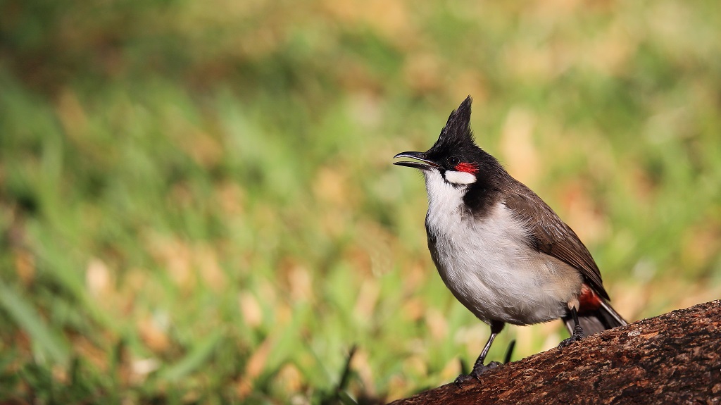 13 Bulbul Orphée.jpg