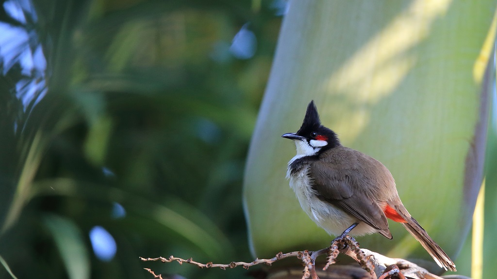 14 Bulbul Orphée.jpg