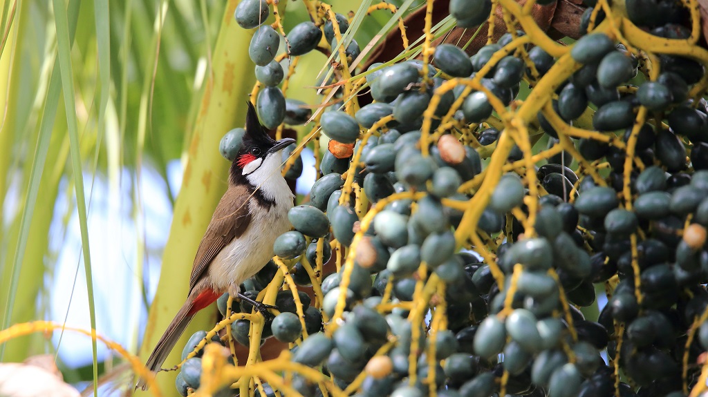 15 Bulbul Orphée.jpg