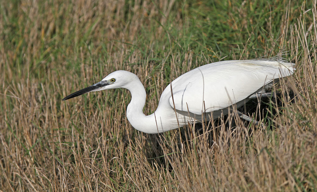 AIGRETTE MOUETTE ENV.jpg