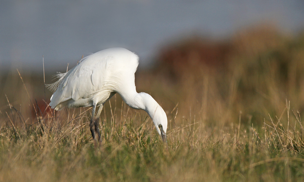 aigrette penche env.jpg