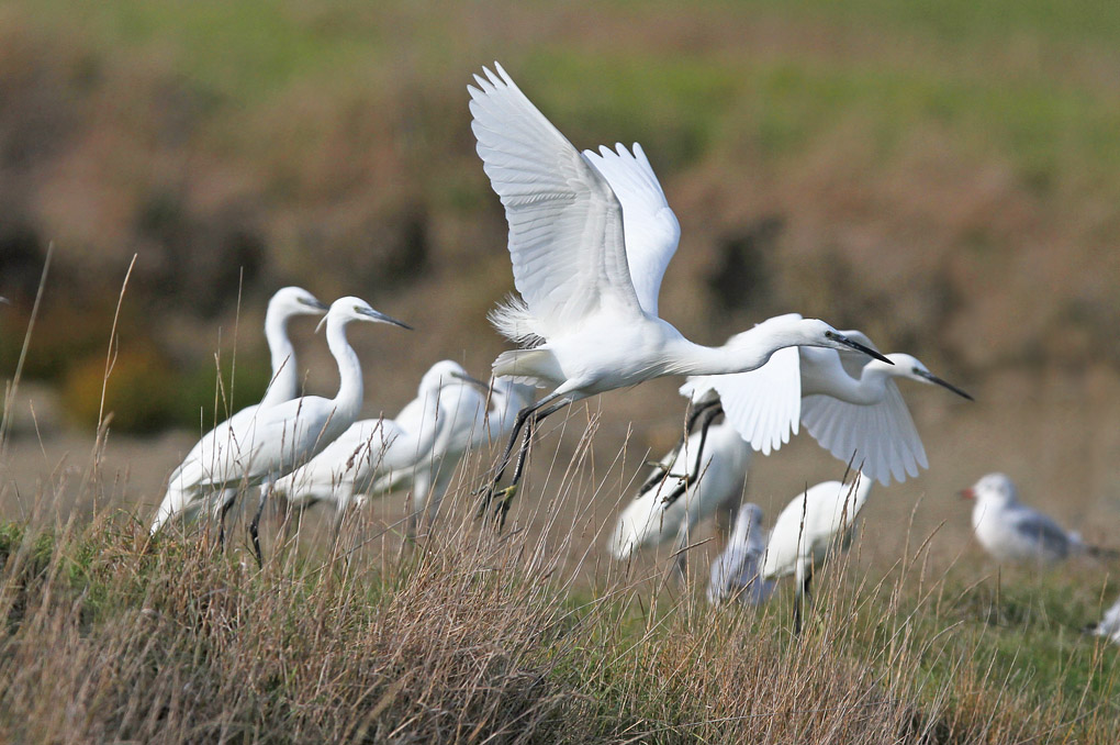 mouette aigrette envol env.jpg