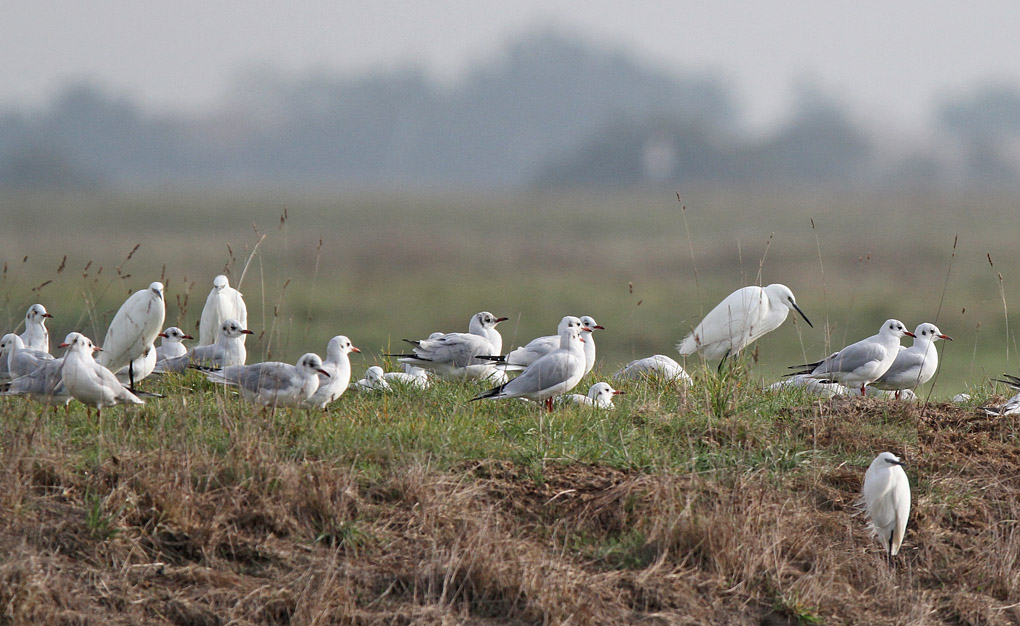 MOUETTES 3 ENV.jpg