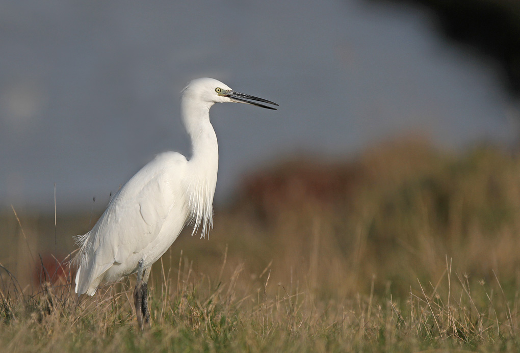 mouette aigrette 5 env.jpg