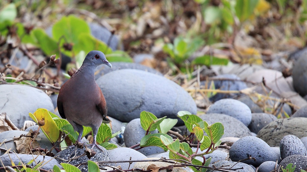 34 Pigeon de Madagascar.jpg