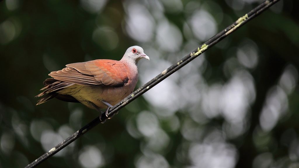 35 Pigeon de Madagascar.jpg