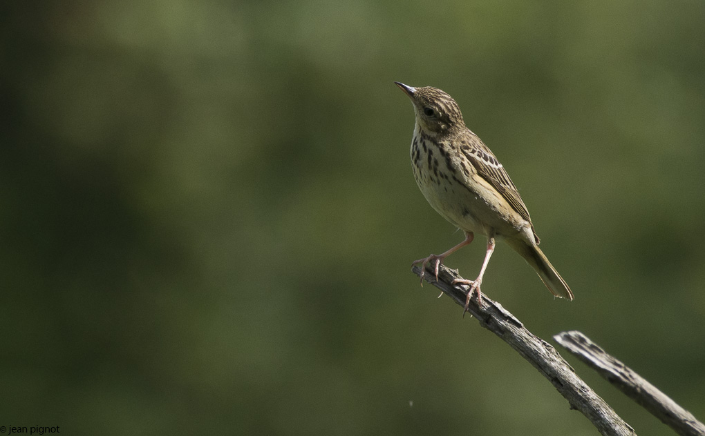 pipit farlouse croppé.JPG