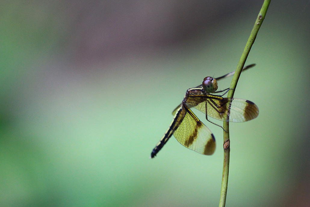 Neurothemis tullia-femelle.jpg