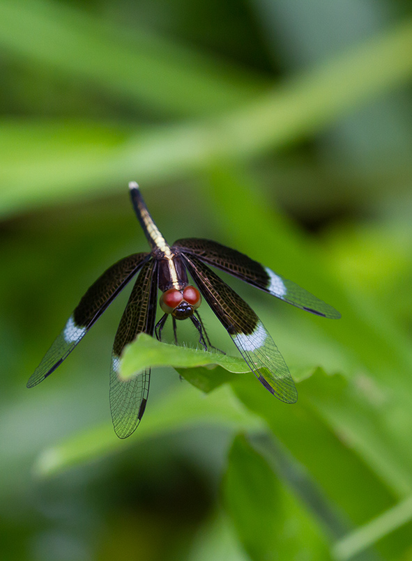 neurothemis-tullia-mâle.jpg