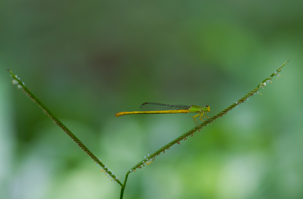 Ceriagrion Coromandelianum-1.jpg