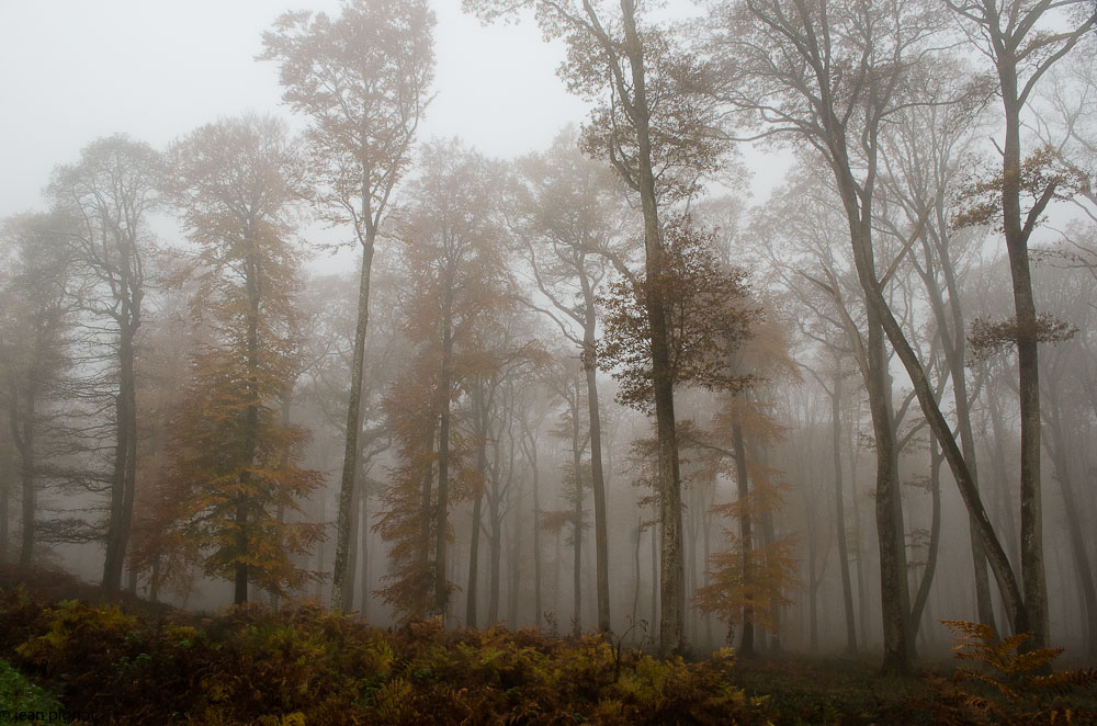 brume 2017.JPG