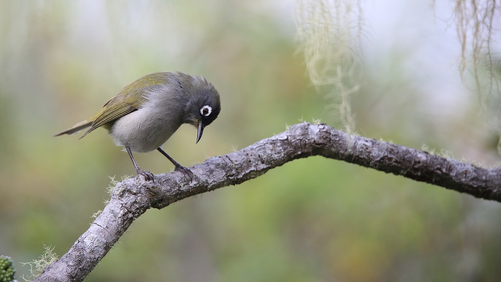 50 Zostérops de la Réunion.jpg