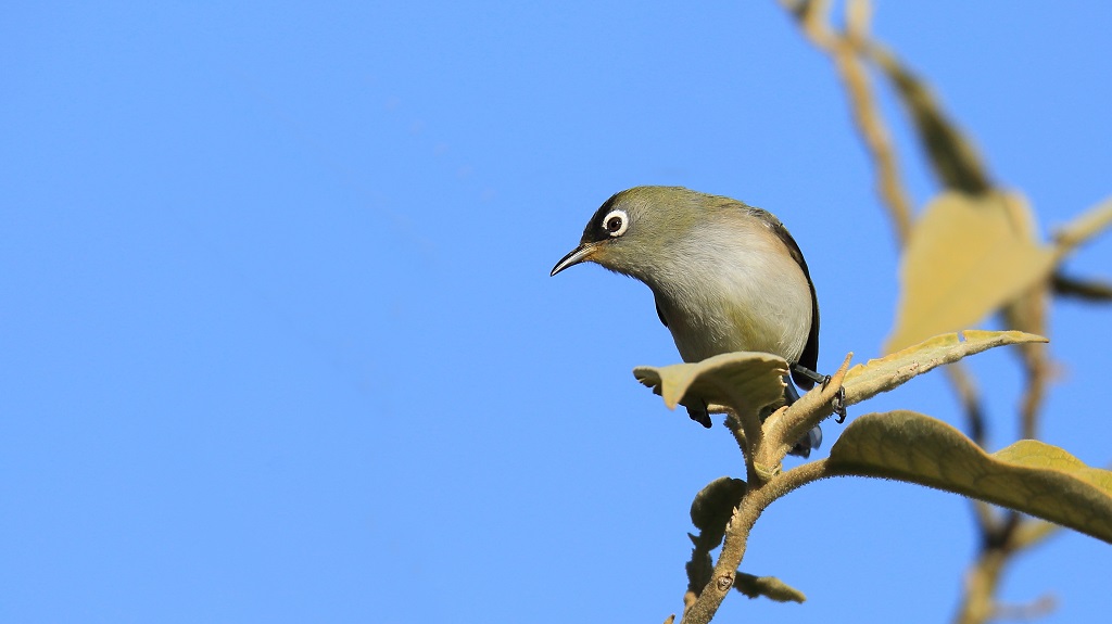 52 Zostérops de la Réunion.jpg