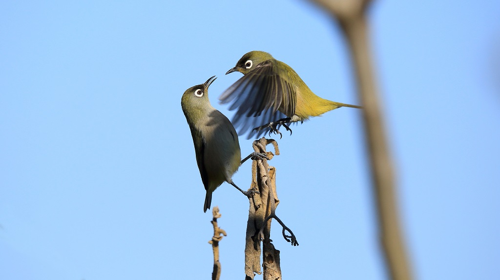 53 Zostérops de la Réunion.jpg