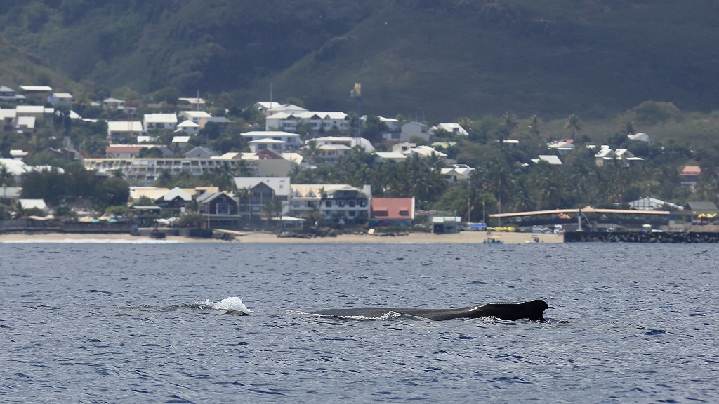 58 Baleine à bosse.jpg