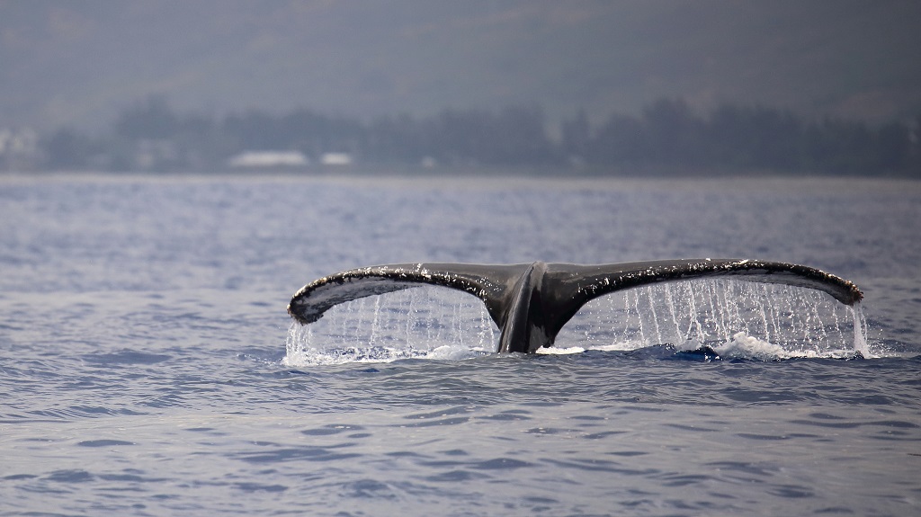 59 Baleine à bosse.jpg