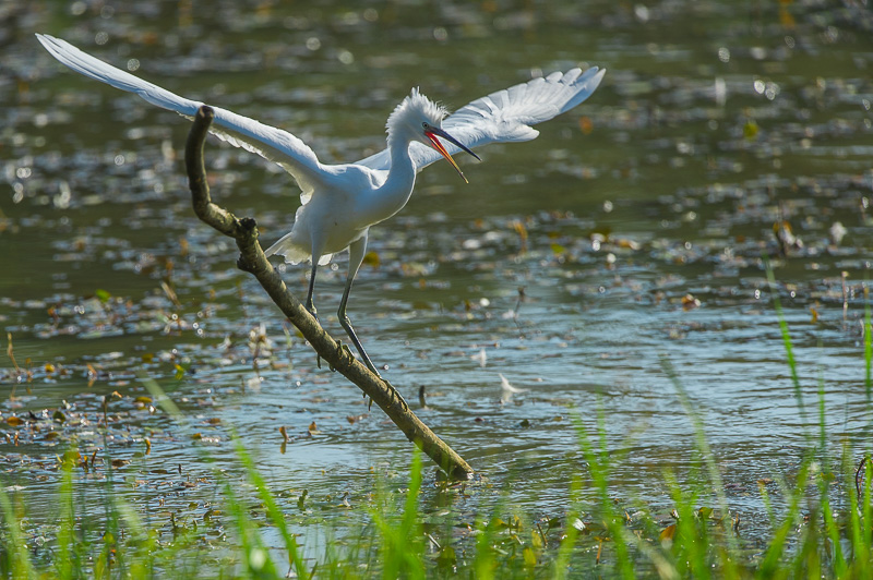 Aigrette garzet_68.jpg