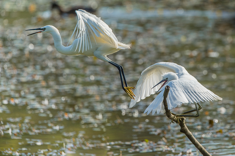 Aigrette garzet_93.jpg