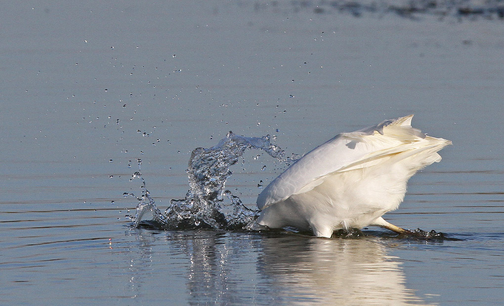 GRANDE AIGRETTE NOVEM 2017 14 env.jpg